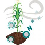 نگاهی به از دست دادن نیتروژن خاک