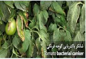 شانکرباکتریایی گوجه فرنگی (Tomato Bacterial Canker)